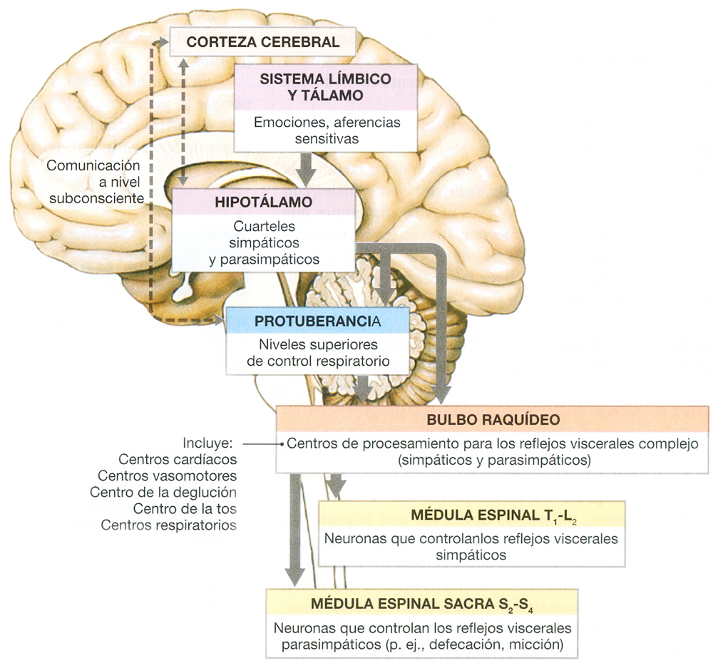 Sistema Nervioso Cerebro Corteza Sistema Limbico Talamo Hipotalamo Protuberancia Bulbo Raquideo Medula Espinal
