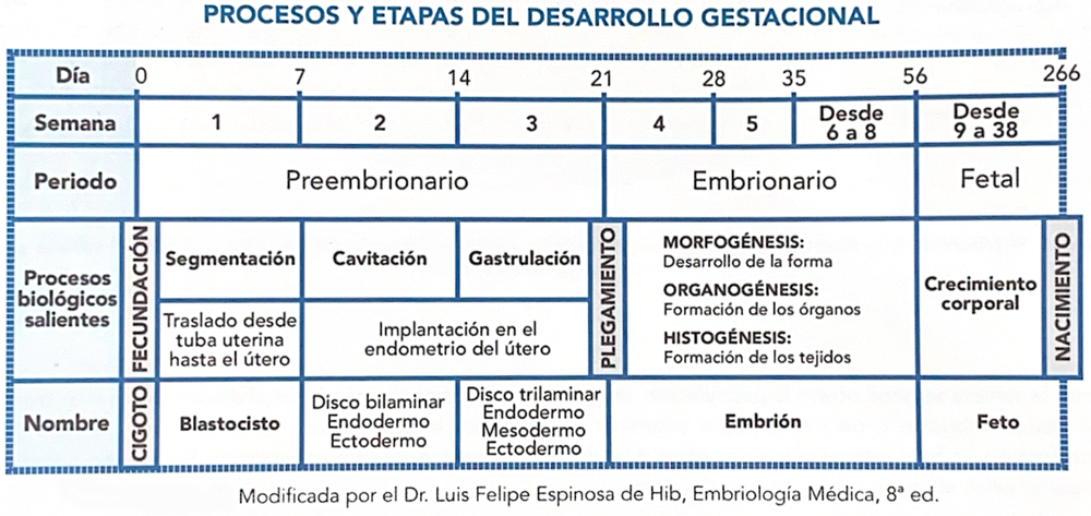 Tabla Procesos Etapas Desarrollo Gestacional
