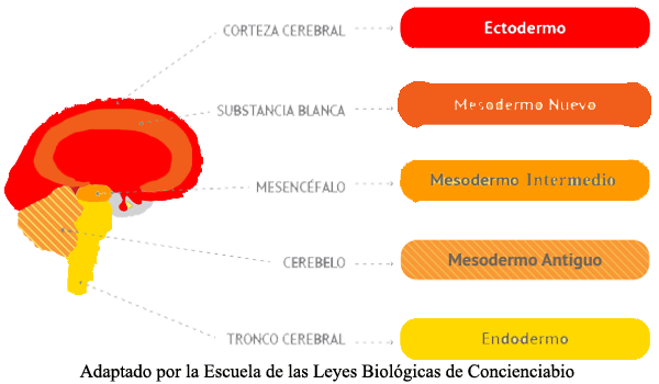 Tercera Ley Biologica Zonas Cerebrales Capas Embriologicas