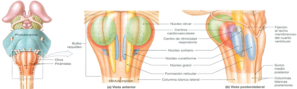 Tronco Tallo Cerebral Bulbo Raquideo Endodermo