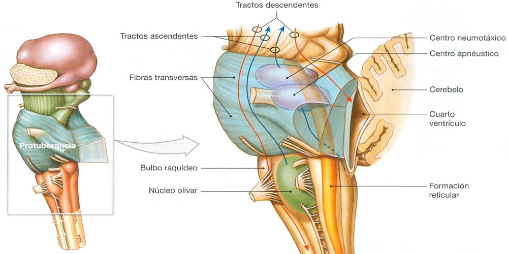 Tronco Tallo Cerebral Protuberancia Endodermo