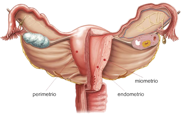 Utero Perimetrio Miometrio Endometrio