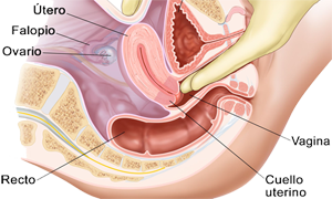 Tacto Dedos Vagina Recto Cuello Utero
