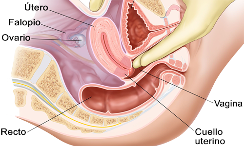 Tacto Vaginal Recto Cuello Uterino Ovario