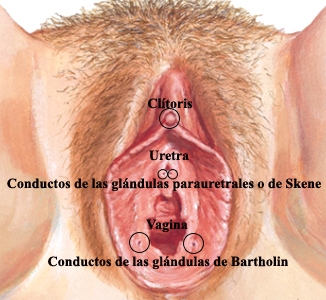 Vulva Anatomia Femenina Orificios