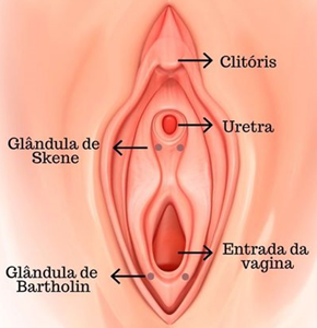 Anatomia Sexual Femenina Vulva Glandulas