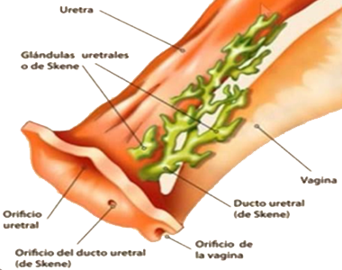 Conductos Secreciones Vulva Vagina